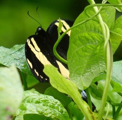 Papilio homerus