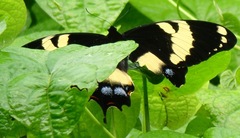 Papilio homerus
