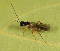 Acrotomus succinctus