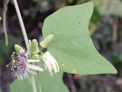 Passiflora sexflora