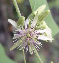 Passiflora sexflora