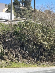 Austrocylindropuntia