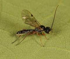 Acrotomus succinctus