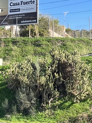 Austrocylindropuntia