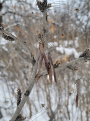 Caragana arborescens