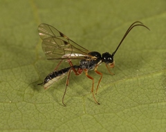 Acrotomus succinctus