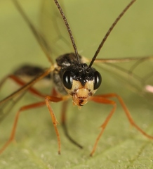 Acrotomus succinctus