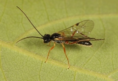 Acrotomus succinctus