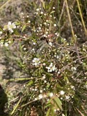 Sannantha pluriflora