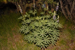 Lupinus burkei