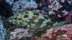 Epinephelus labriformis