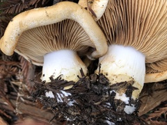 Cortinarius albofragrans