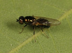 Microchrysa polita