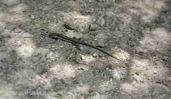 Pholidoscelis auberi orlandoi