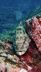 Epinephelus labriformis