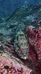Epinephelus labriformis