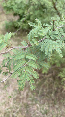 Vachellia cornigera