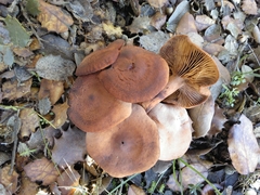 Lactarius atlanticus