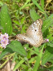 Anartia jatrophae