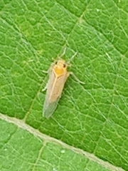 Haplaxius