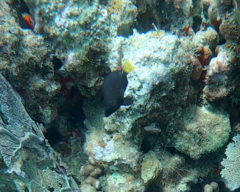 Hypoplectrus chlorurus