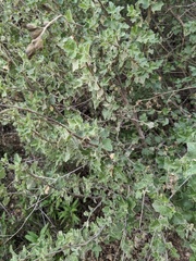 Malacothamnus
