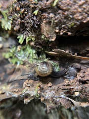 Ovachlamys