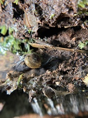 Ovachlamys