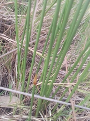 Androtrichum trigynum