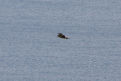 Buteo buteo rothschildi