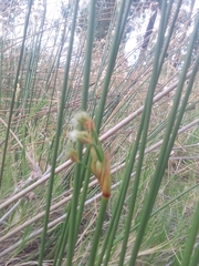 Androtrichum trigynum