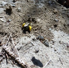 Triepeolus pectoralis