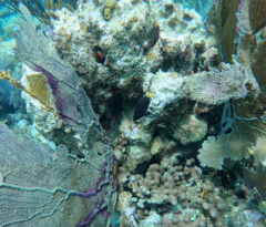 Hypoplectrus chlorurus