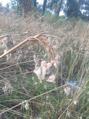 Androtrichum trigynum