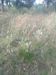 Androtrichum trigynum