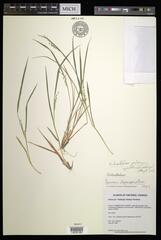 Dichanthelium perlongum