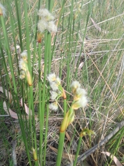 Androtrichum trigynum