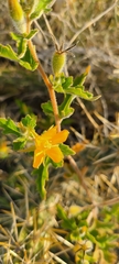 Mentzelia adhaerens