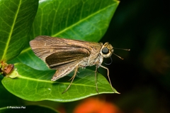 Burca hispaniolae