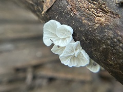 Marasmiellus