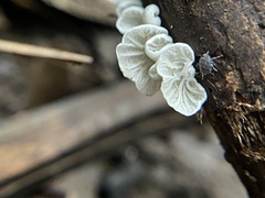 Marasmiellus