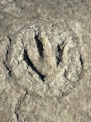 Acrocanthosaurus atokensis