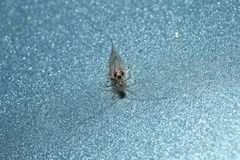 Teliapsocus conterminus