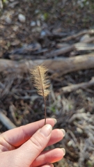Setaria scheelei