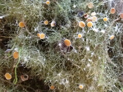 Coenogonium implexum