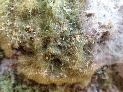 Coenogonium implexum