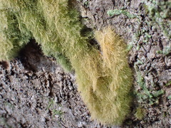 Coenogonium implexum