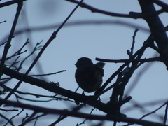 Emberiza citrinella