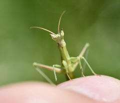 Apteromantis aptera