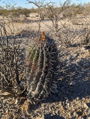 Ferocactus townsendianus